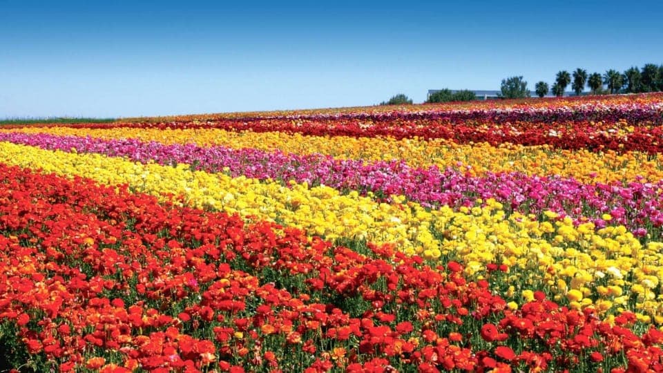 The Flower Fields at Carlsbad Ranch – Approximately 2.4 miles (~6-minute drive)
