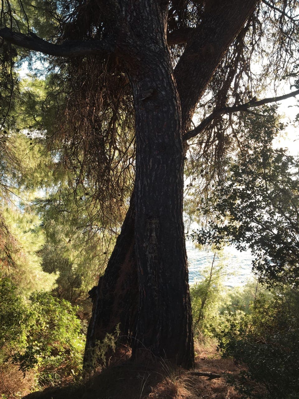 View of mature trees within the property, reinforcing the natural setting