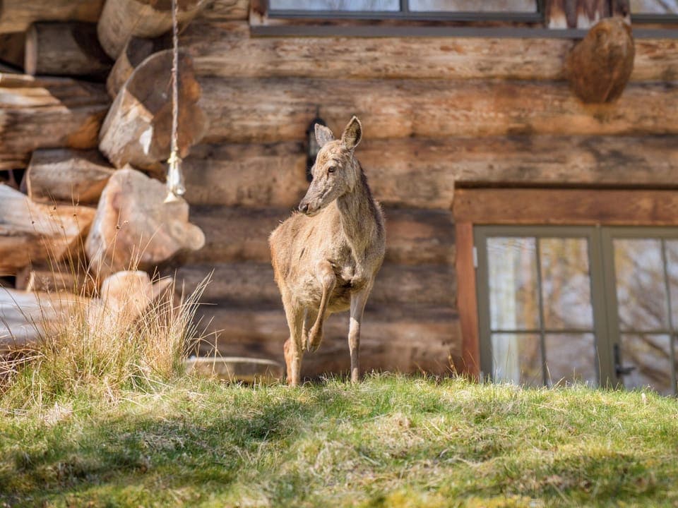Outdoor | Sylvia - Eagle Brae, Beauly, near Drumnadrochit