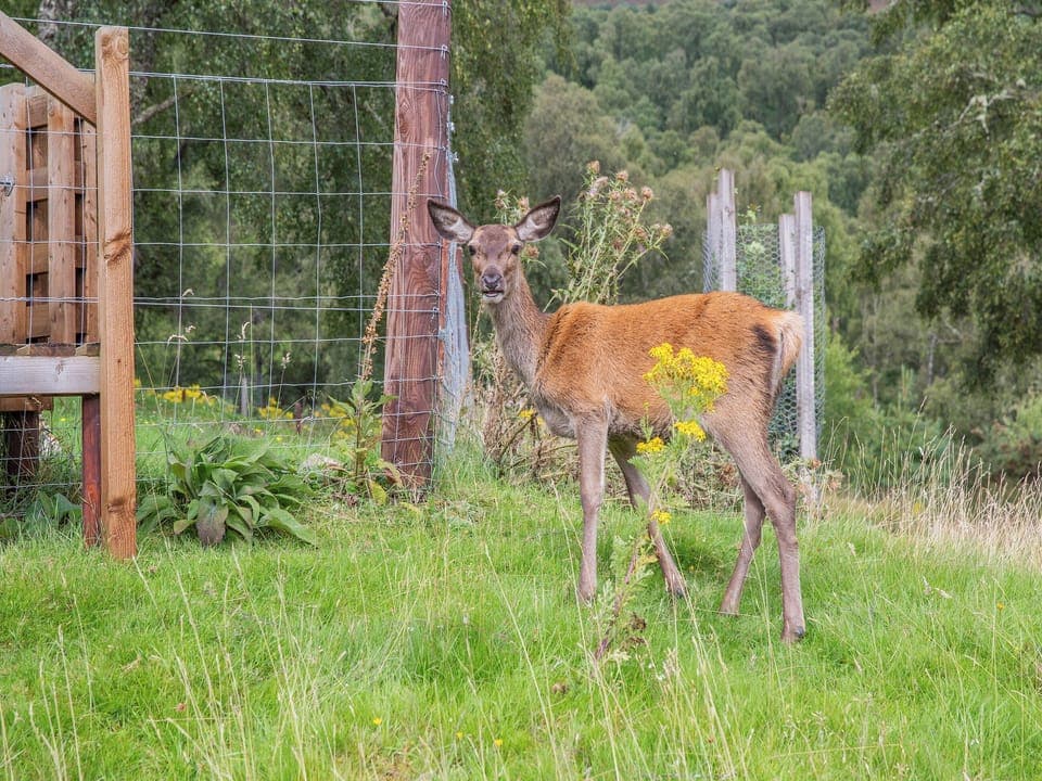 Outdoor | Parus - Eagle Brae, Beauly