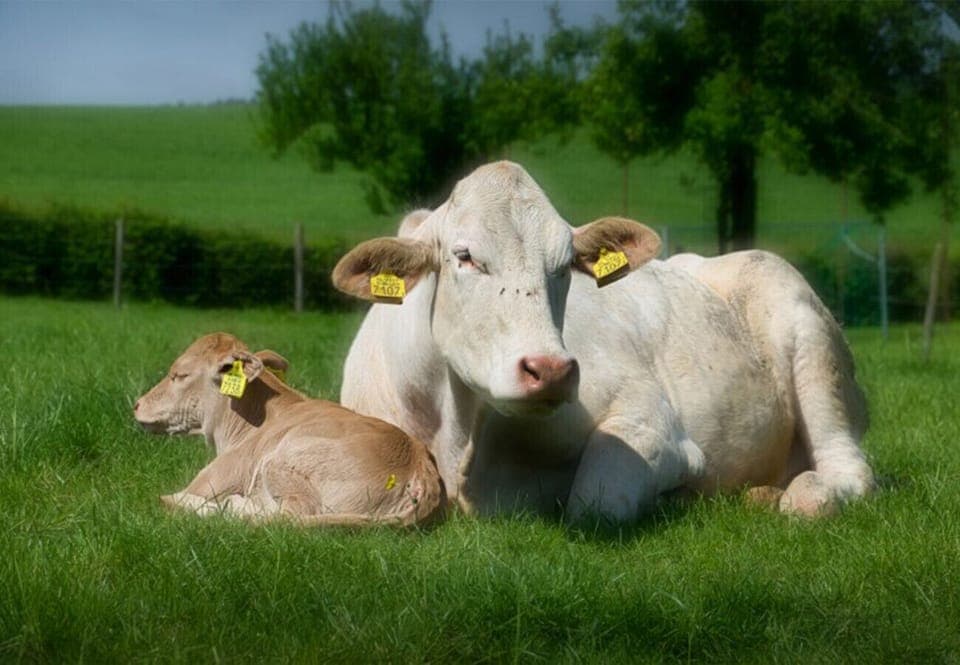 Vakantieboerderij Tergracht - D'r Huujstel - views