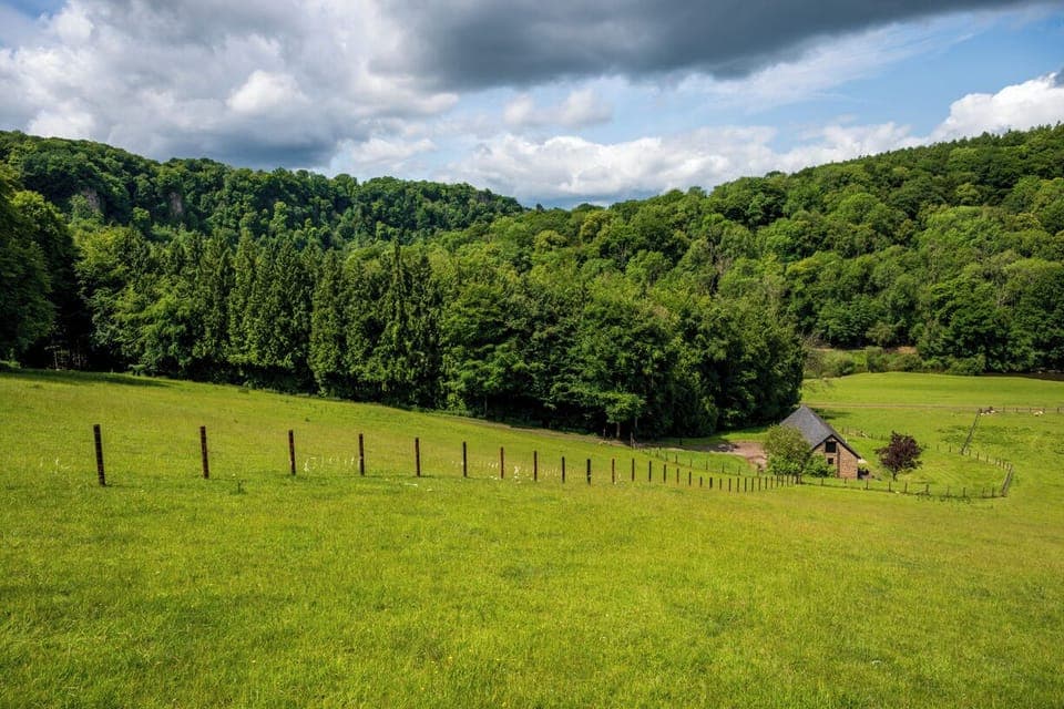 Cattle are safely confined to their own pasture on this side of the stock fence.