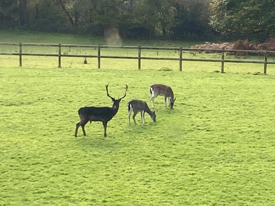 Deer visiting as normal