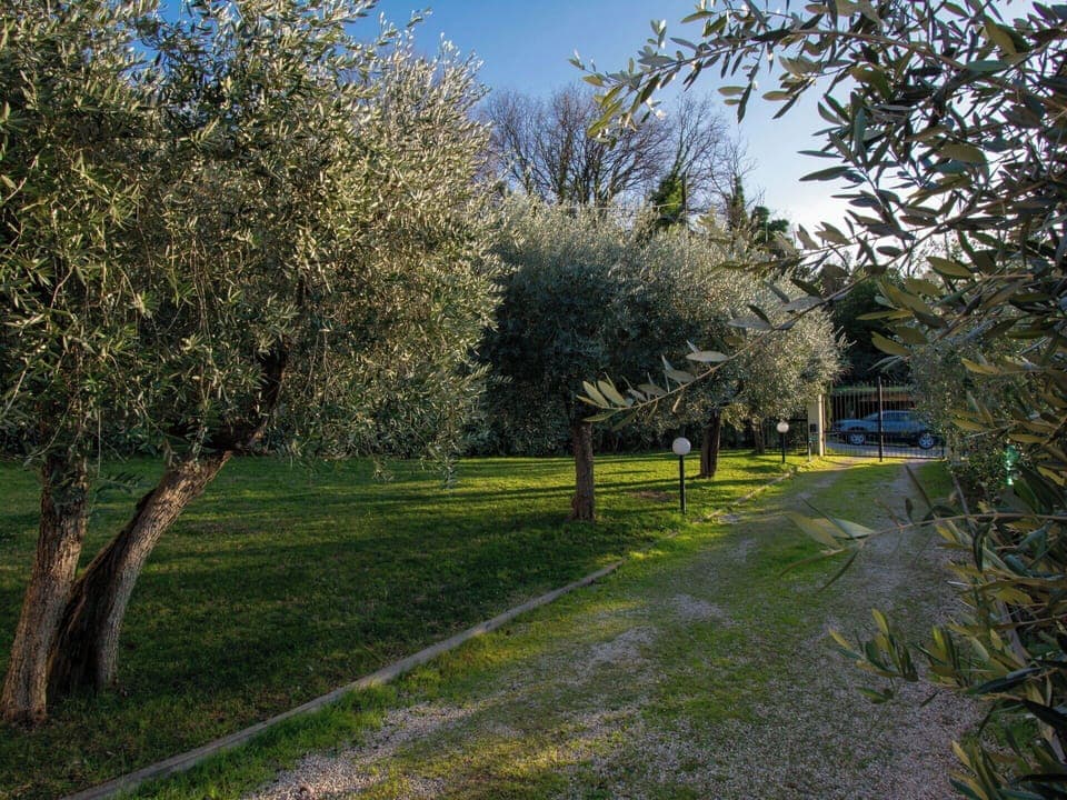 Branch, Shrub, Spring, Trunk, Woody Plant, Garden, Twig, Shade, Lawn, Landscaping