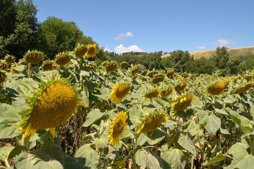 Surroundings [summer] (1-5 km)