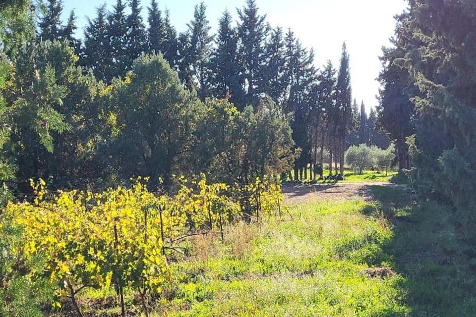 Region [summer] (>5 km)