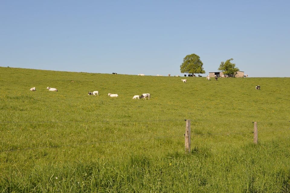 Region [summer] (>5 km)