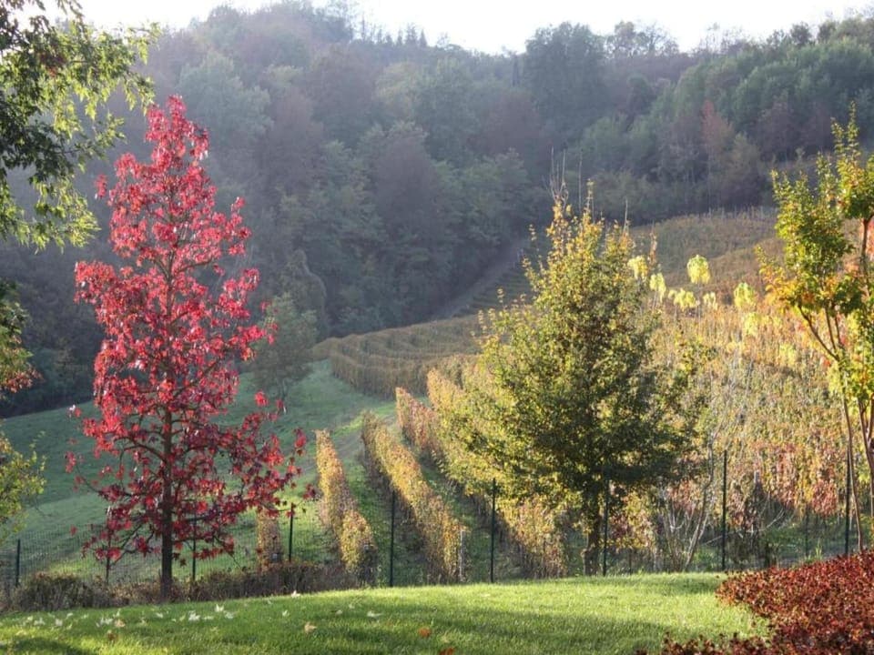 Region [summer] (>5 km)