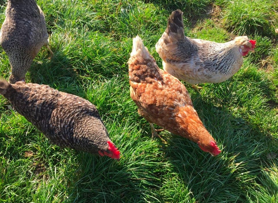 Collect fresh eggs from our hens for your breakfast! 