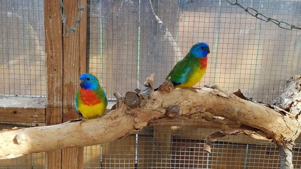 Scarlett Chested Parrots in the aviary
