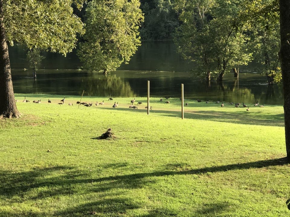 Canadian Geese Feeding