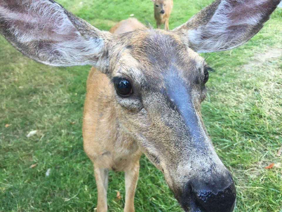 Our Herron island deer are super friendly and love to be hand fed. 