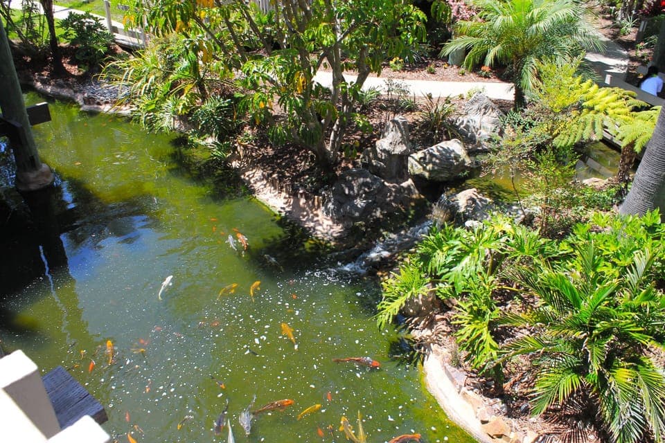 Koi pond