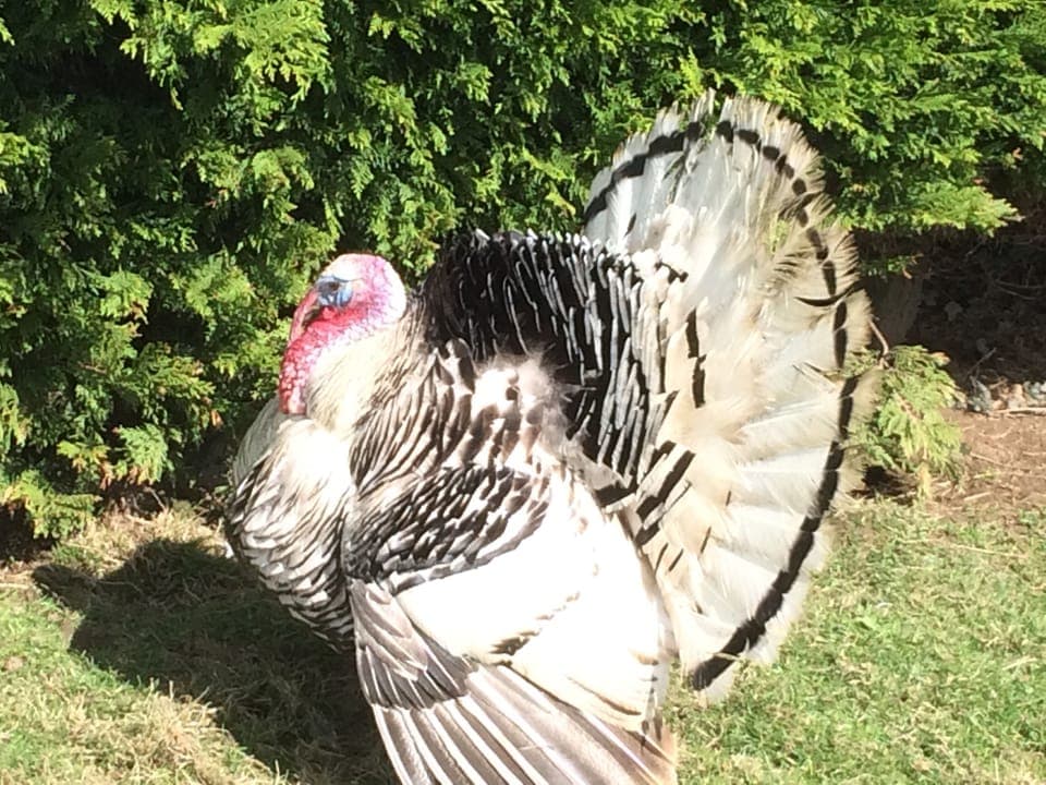 Albert our Royal Palm Turkey