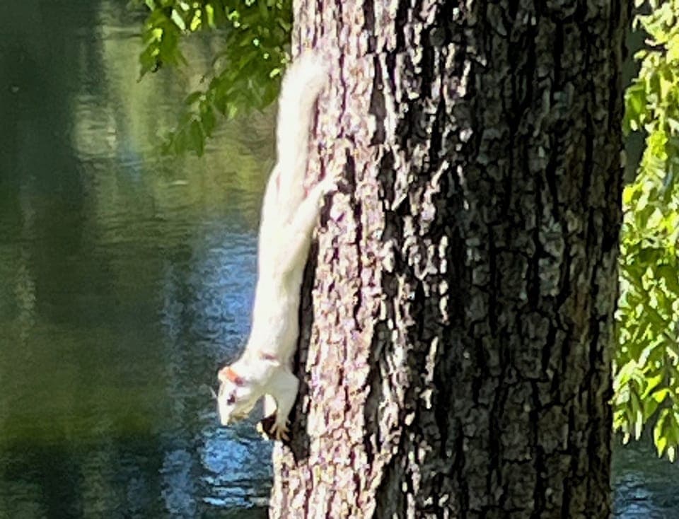 Whitey's Walnut tree next to lakeside porch