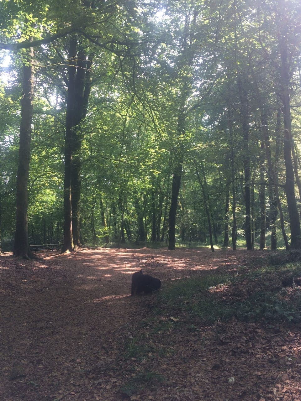 Walking/cycle track to rear of property