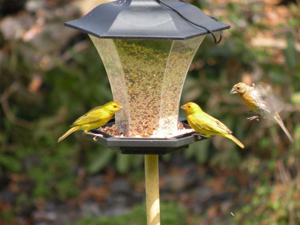 Wild finches enjoy the cottage bird-feeder