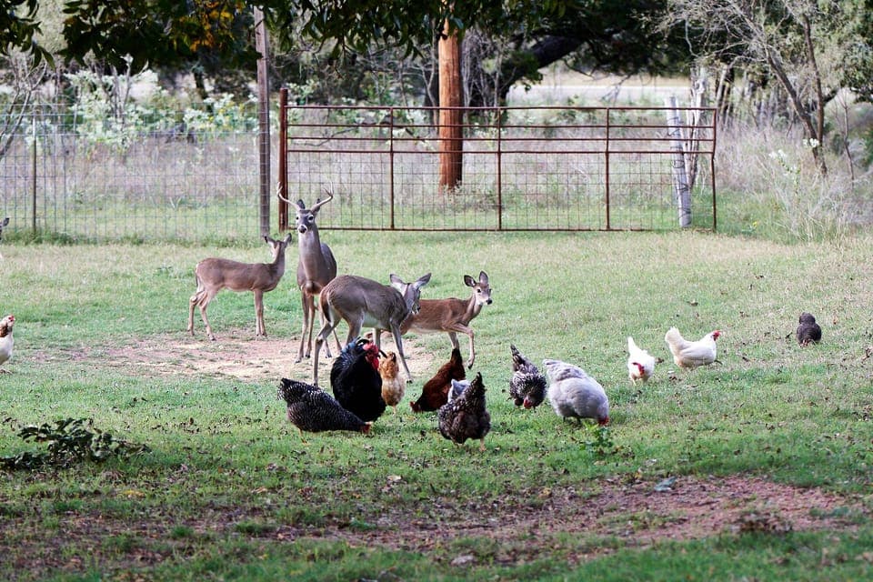 Enjoy the peaceful animals.