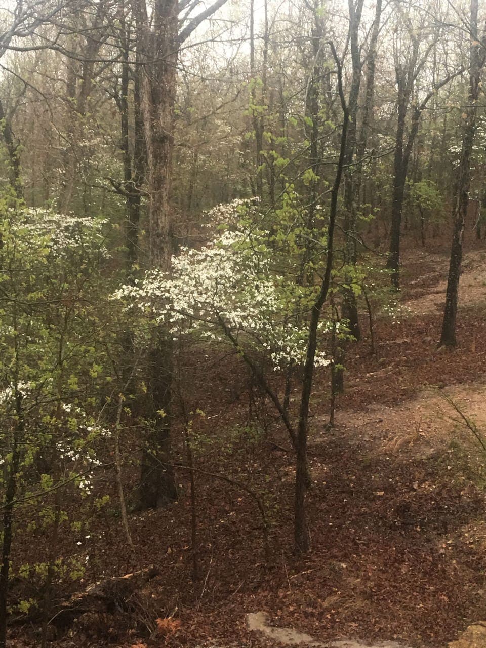 Spring time dogwood trees at the cabins