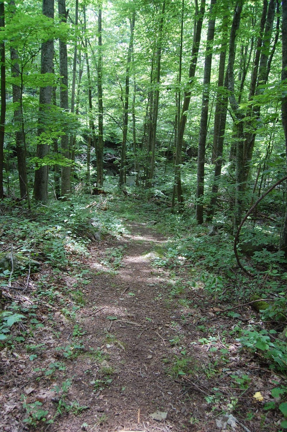 Pathway to the river.