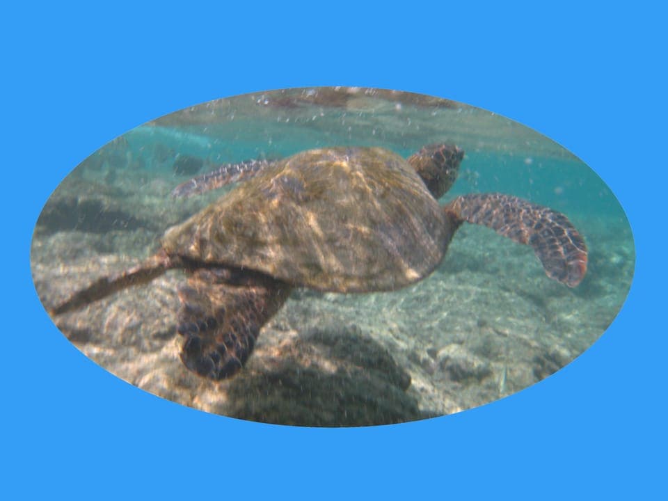 Kahaluu Beach resident!