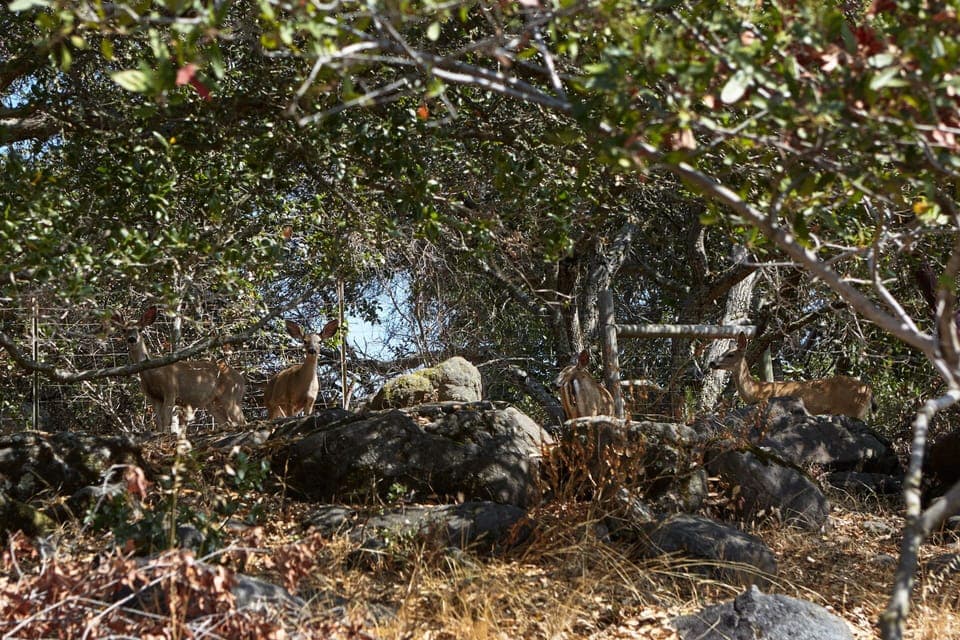 Our friendly neighbors who frequently visit the backyard