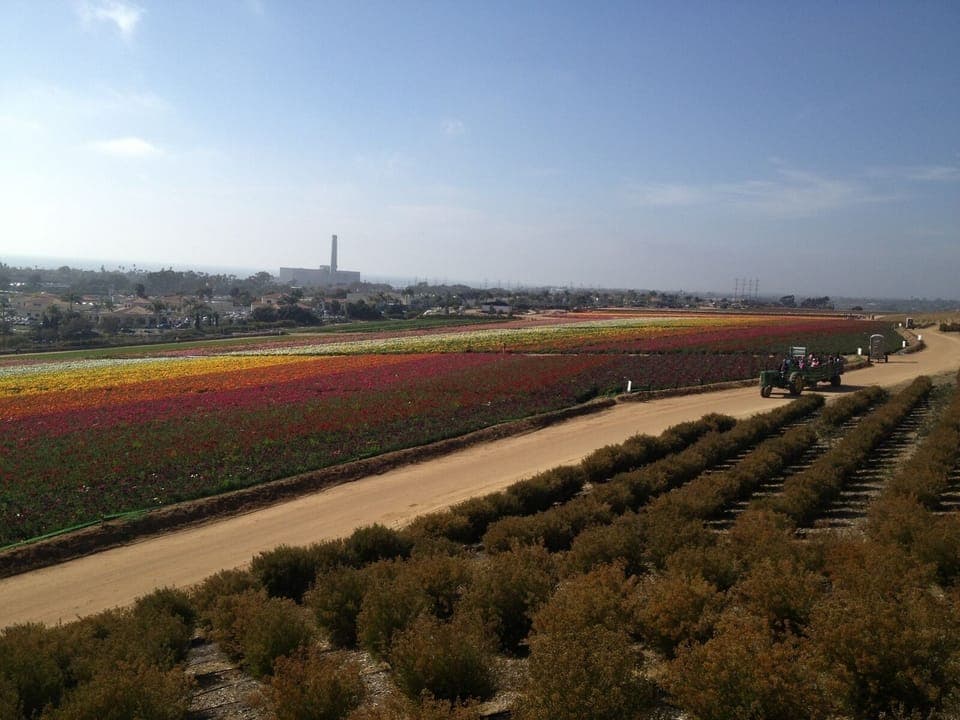 Flower fields - another beautiful day in Carlsbad