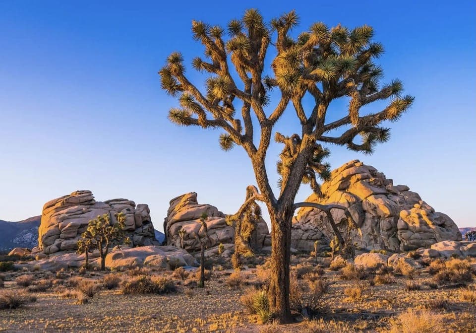 Joshua Tree National Park, 20 mins drive🌵☀️