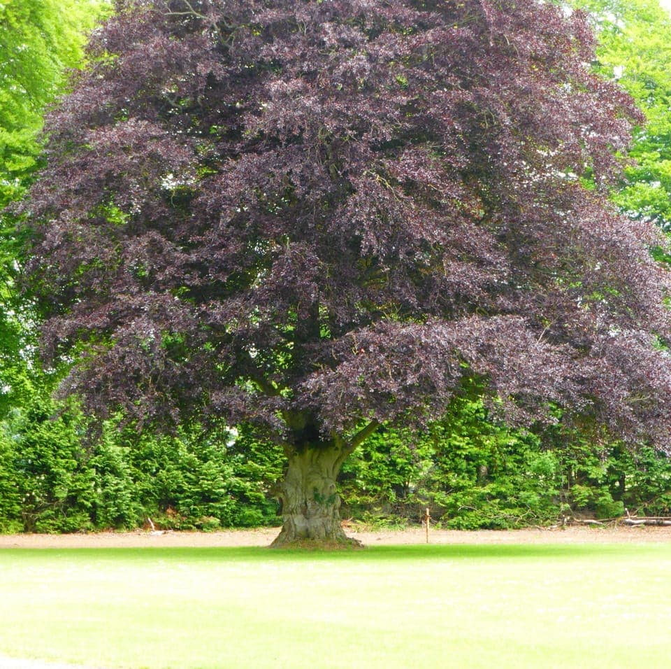 Copper Beech Tree