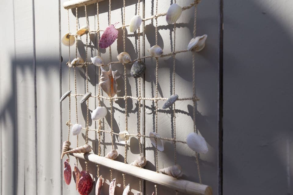 Seashells from the beach!