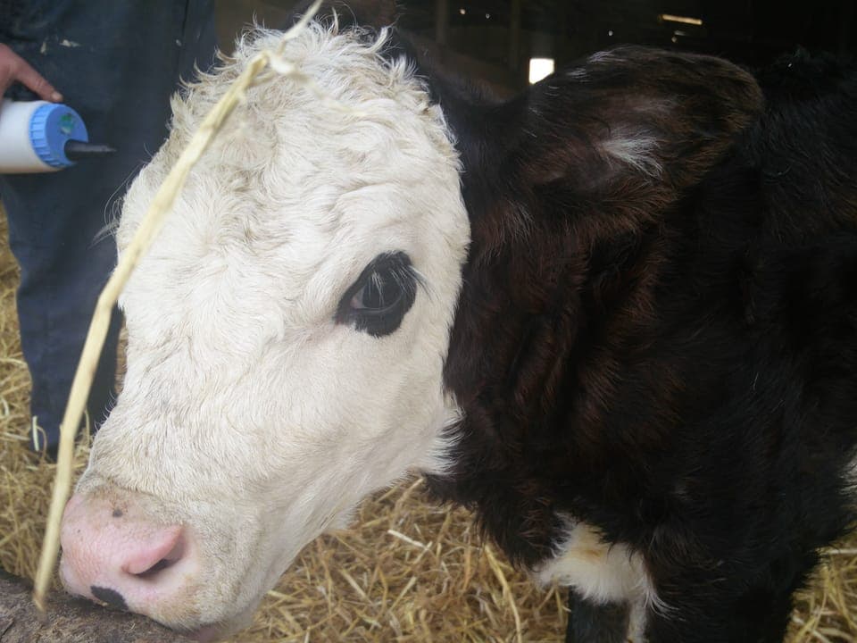 Seeing calves barely an hour old was wonderful, it made my and my children day. 