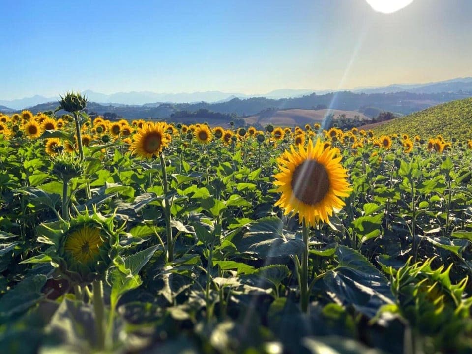 Region [summer] (>5 km)