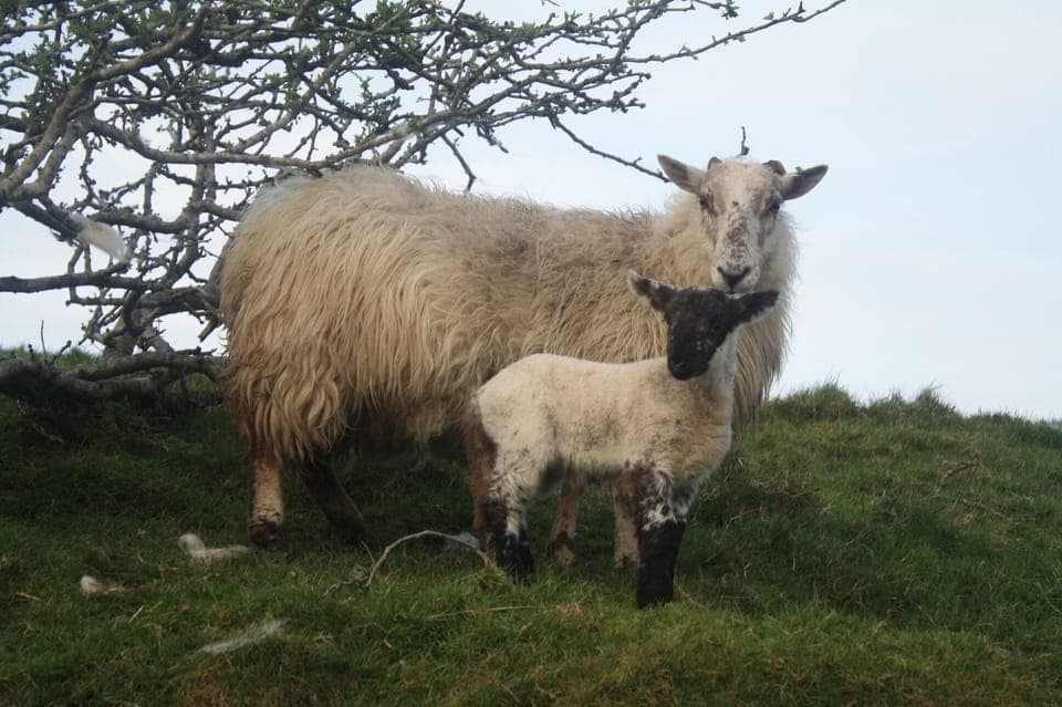 Some of the neighbors