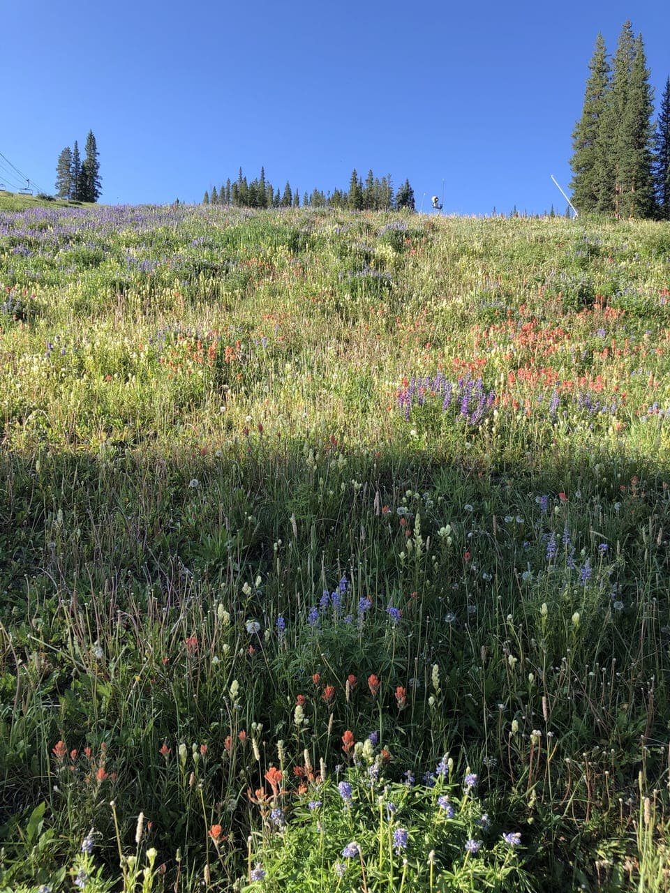 Summer on the mountain is fun, too!