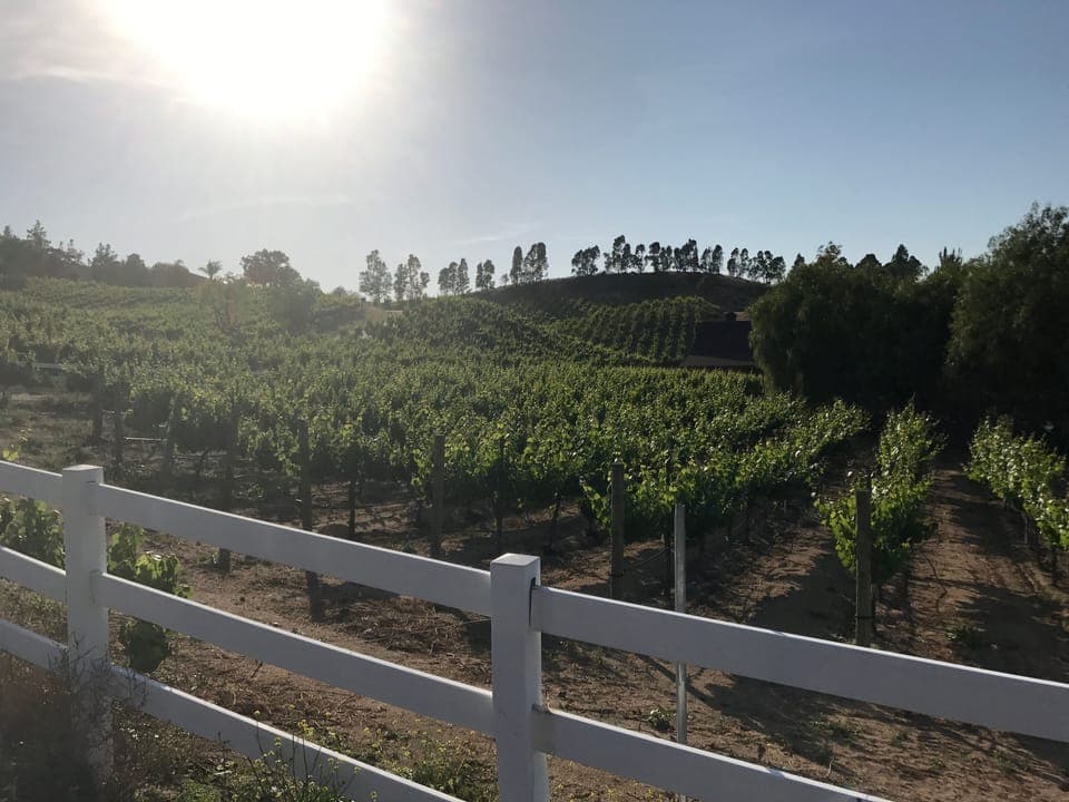 Beautiful Vineyards and Wine Tasting Available Everyday on the property!