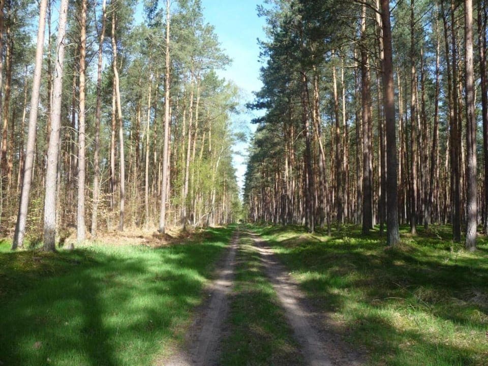 Region [summer] (>5 km)