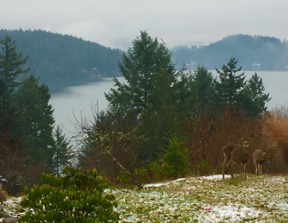 Mother Deer and Fawn