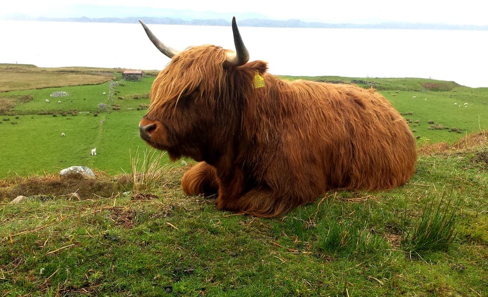 Typical Highland coo enjoying the sunshine.
