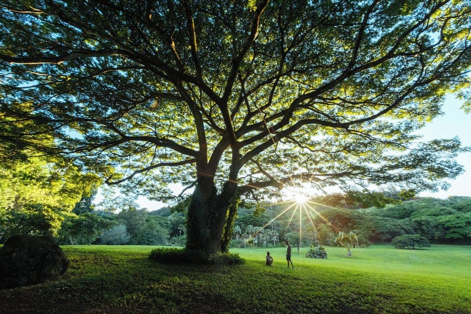 McBryde Garden ... Credit: HTA / Ben Ono