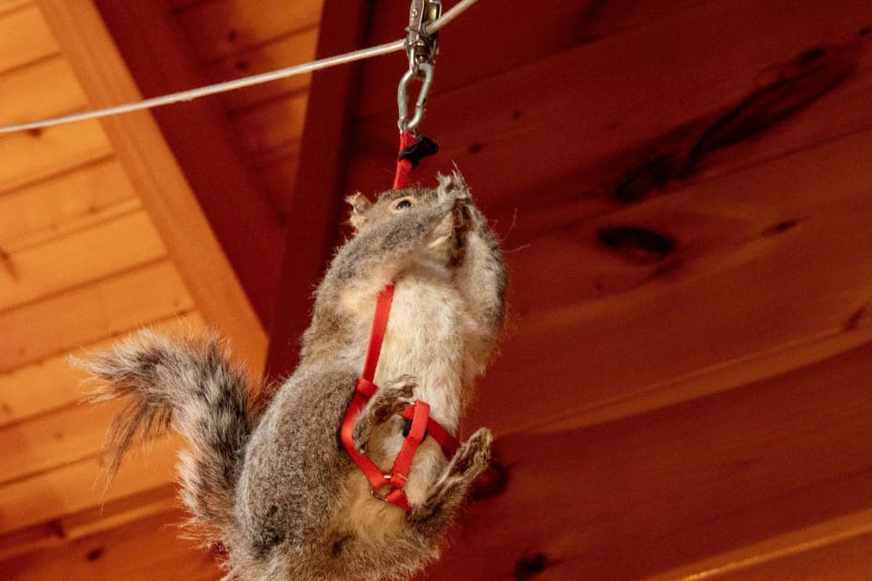 Even the Squirrels Enjoy Ziplines!