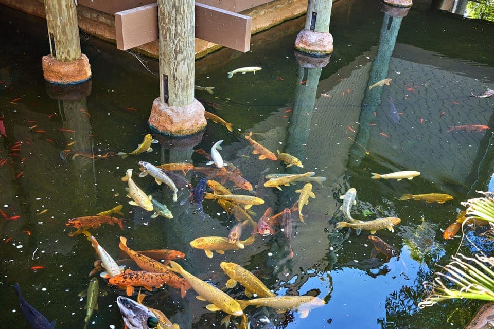 koi ponds