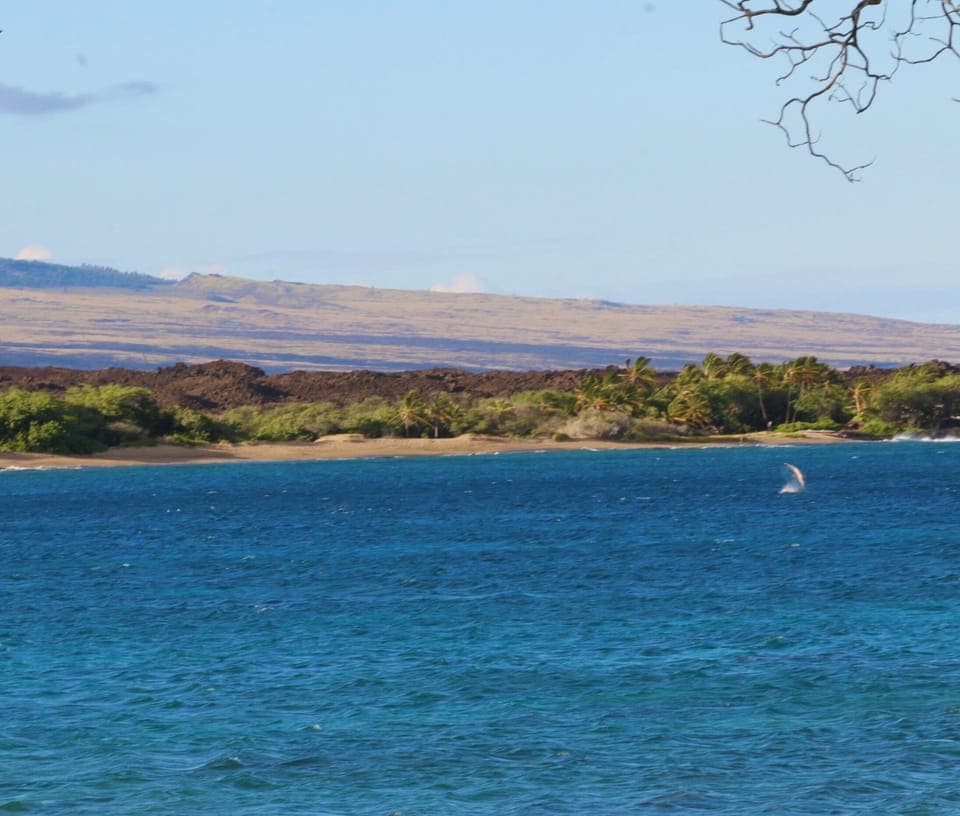 Dolphins jumping offshore