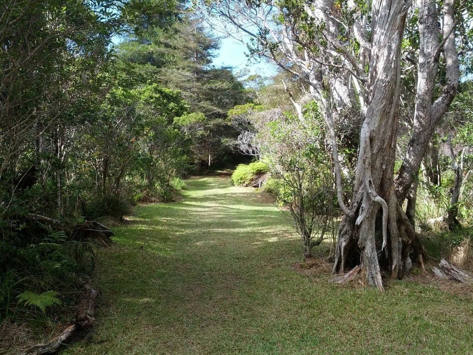 Hiking trails n Kokee abound