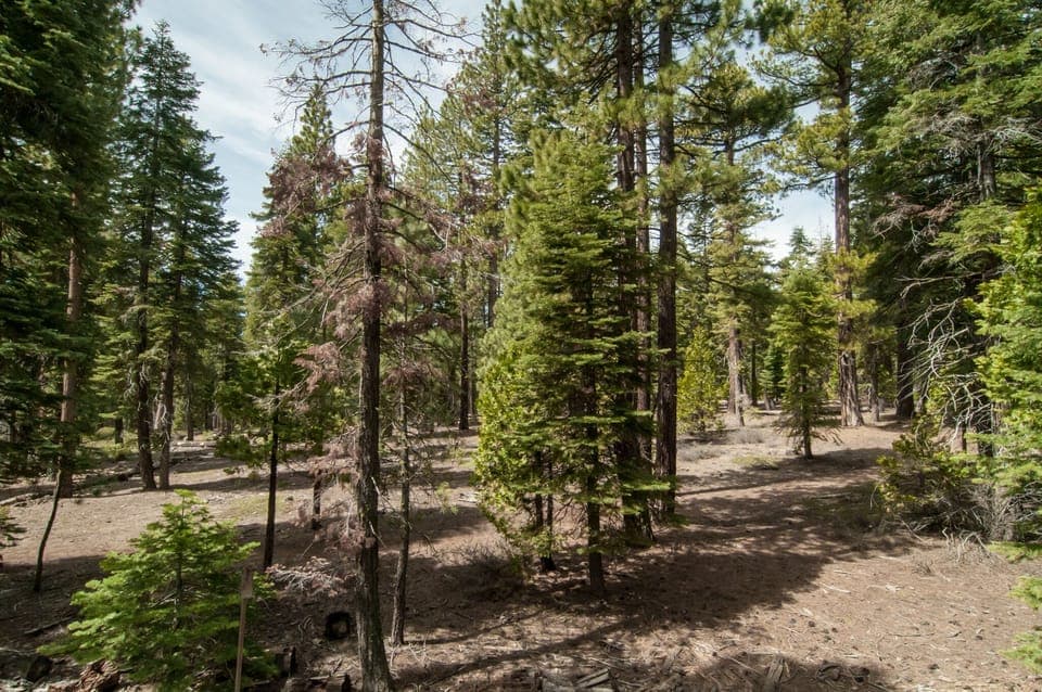 National Forest land begins right at the property line. View from the deck!