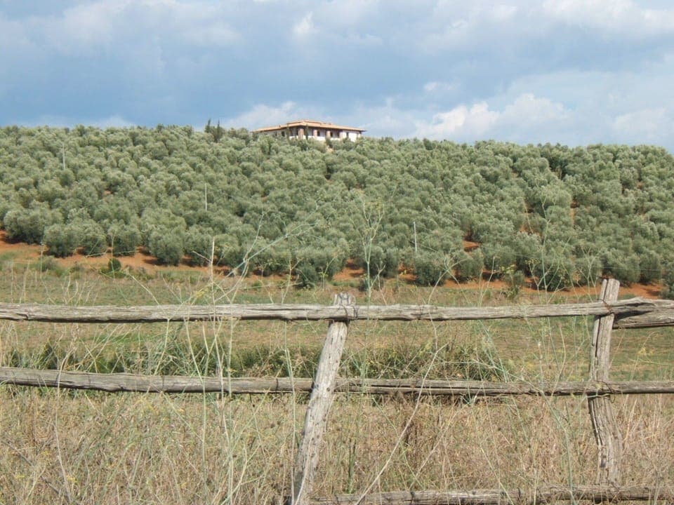 Vegetation, Tree, Land Lot, Farm, Rural Area, Field, Plant Community, Grass Family, Sky, Landscape