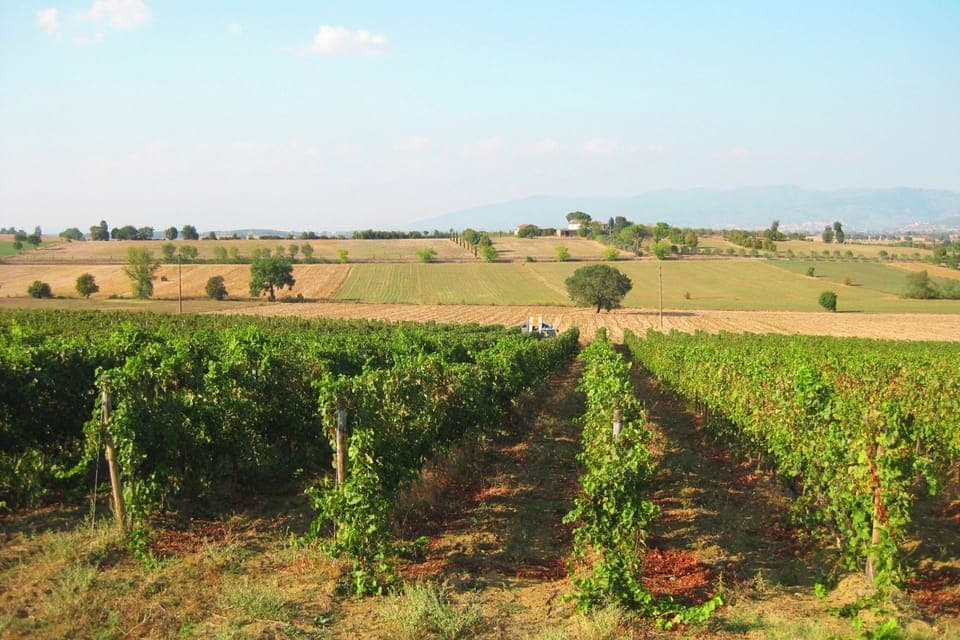 Sky, Plant, Cloud, Natural Landscape, Land Lot, Tree, Agriculture, Landscape, Horizon, Field