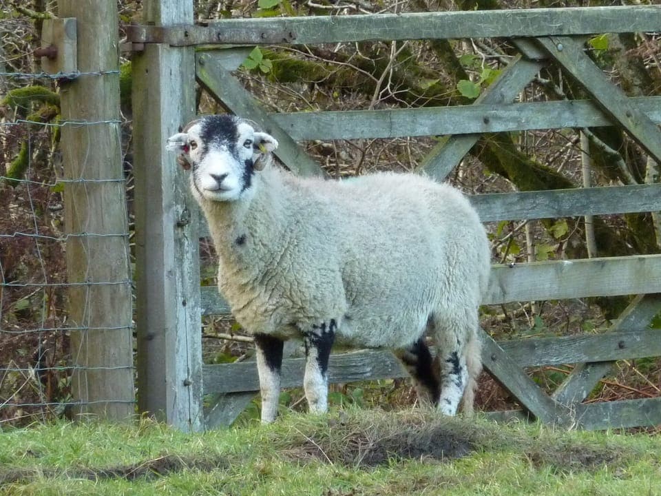 Inquisitive Swaledale on the path to Easedale from the cottage
