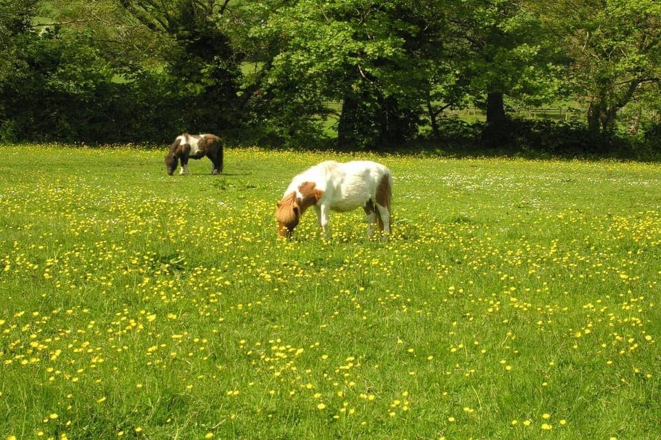 The Shetland Ponies - Freddie & Phoenix