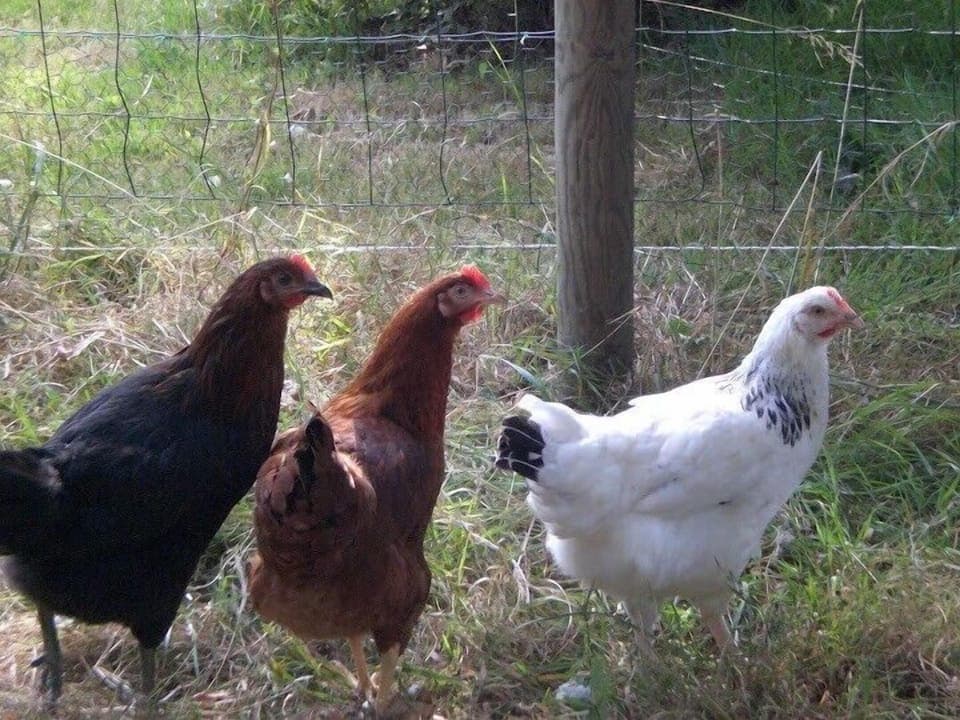 Feed the chickens ( they lay great eggs)