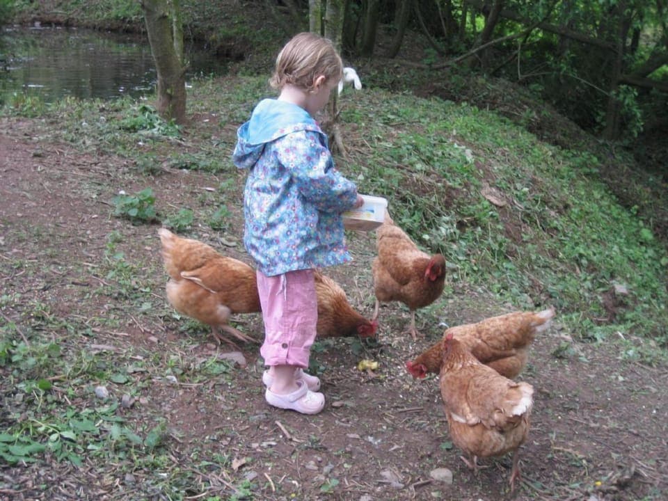 Feeding the chickens